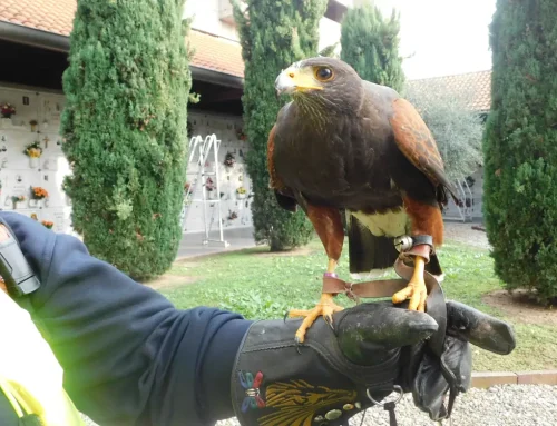Falconeria contro i piccioni: il caso del cimitero di Corsico
