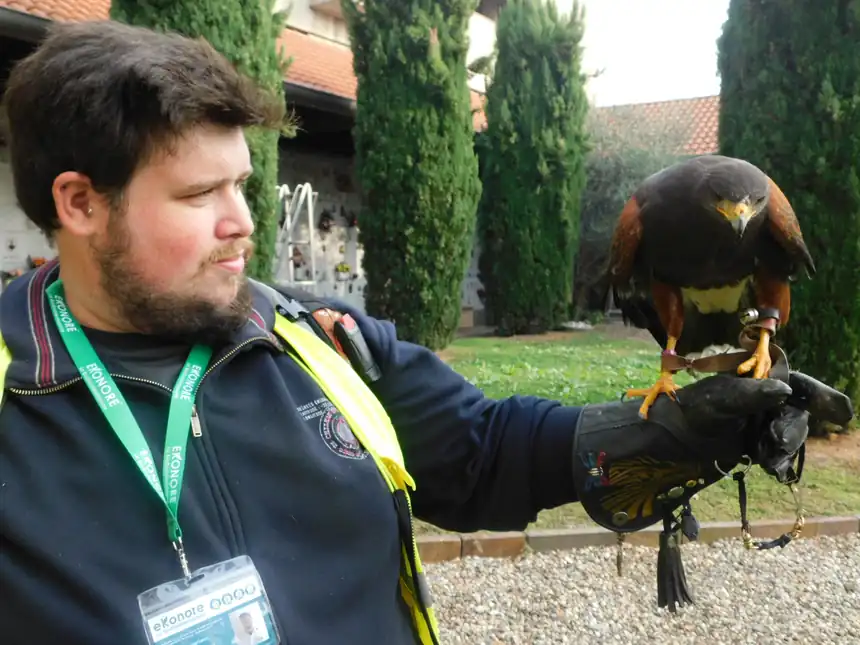 Falconiere Ekonore con il rapace sul guanto durante il servizio di allontanamento piccioni al cimitero di Corsico
