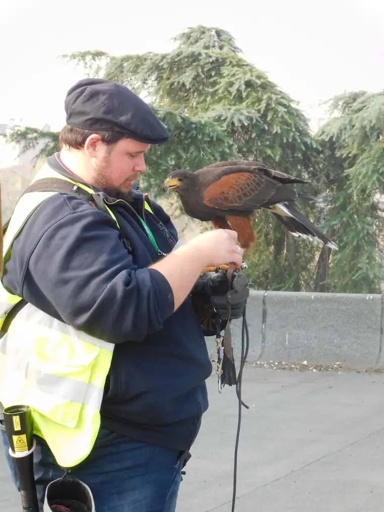 Falconiere Ekonore prepara il rapace per il volo, con il dissuasore laser agganciato alla bretella