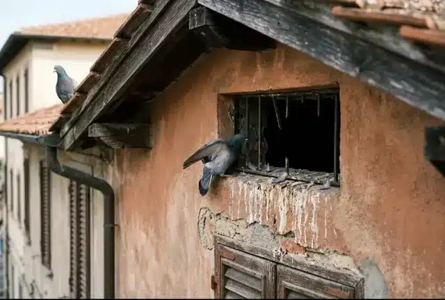 Finestrella di aerazione del sottotetto di un condominio con la griglia rotta e un colombo che vi entra