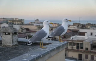 Due gabbiani reali posati sul coprimuro di un tetto piano in una citta costiera italiana
