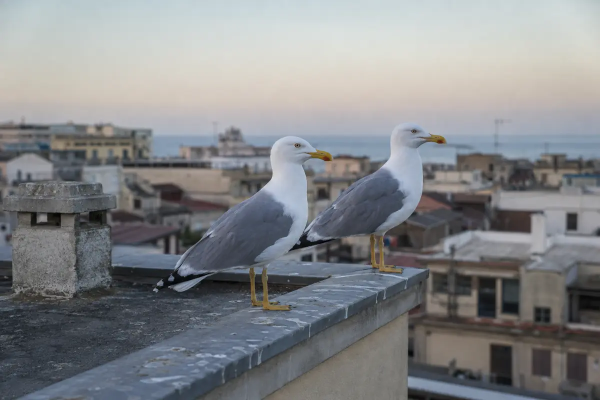 Gabbiani reali posati sul bordo di un tetto piano in una città costiera italiana