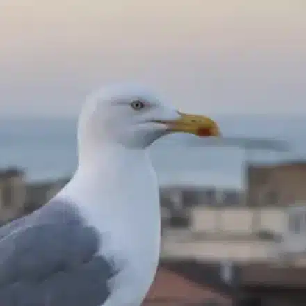 Gabbiano reale, Larus michahellis