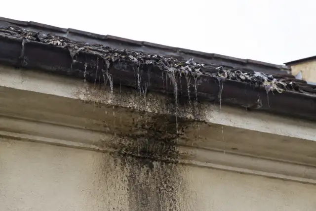 Gronda ostruita da guano e materiale di nidificazione su un edificio civile