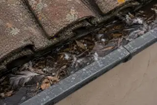 Canale di gronda ostruito da piume, foglie e materiale accumulato