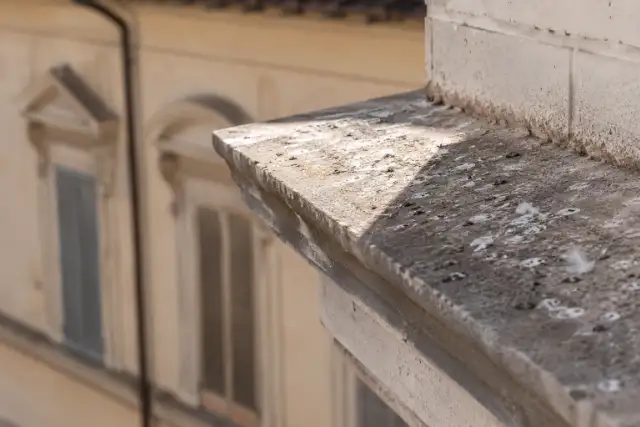Guano e piume sul piano di un cornicione: i segni che dicono dove si posano i piccioni