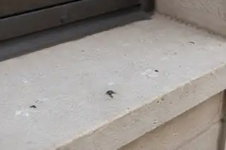 Poche macchie sparse di guano su un davanzale di pietra chiara