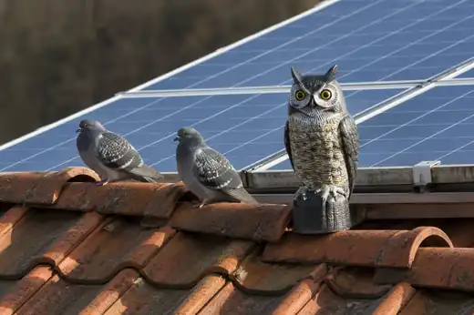Gufo finto di plastica sul colmo di un tetto accanto a un impianto fotovoltaico, con tre piccioni posati sulle tegole a poca distanza