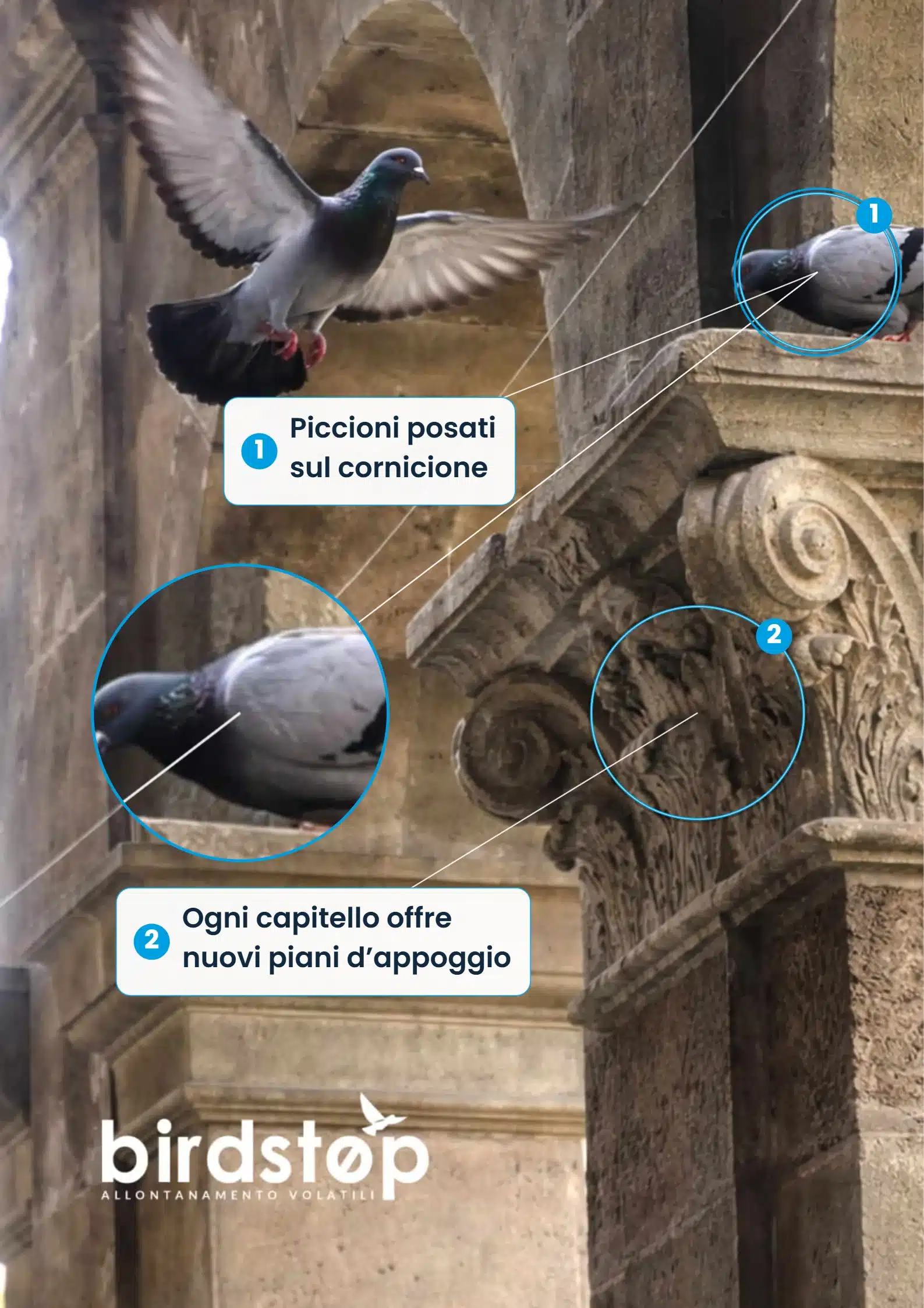 Fotografia di un cornicione con capitello annotata con cerchi e didascalie che indicano i piccioni posati e i piani di appoggio offerti dalla modanatura