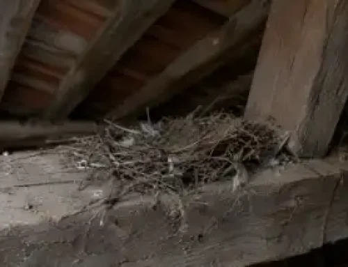 Piccioni nel sottotetto: da dove entrano e come si chiude