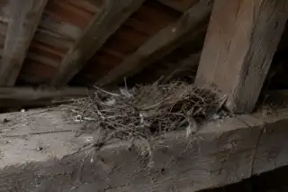 Nido di piccione abbandonato su una trave in un sottotetto