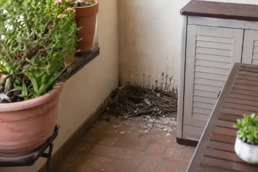 Nido di piccione nell’angolo riparato di un balcone dietro le fioriere