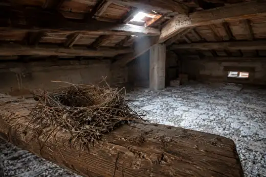 Nido di piccione fra le travi in legno di un sottotetto polveroso