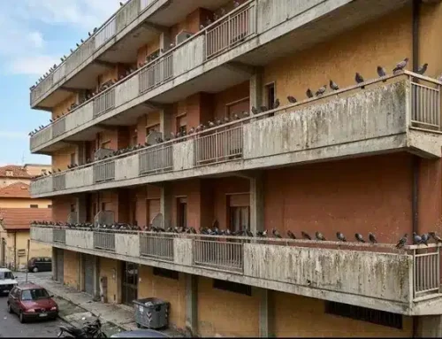 Piccioni in condominio: chi decide, con quale maggioranza e chi paga