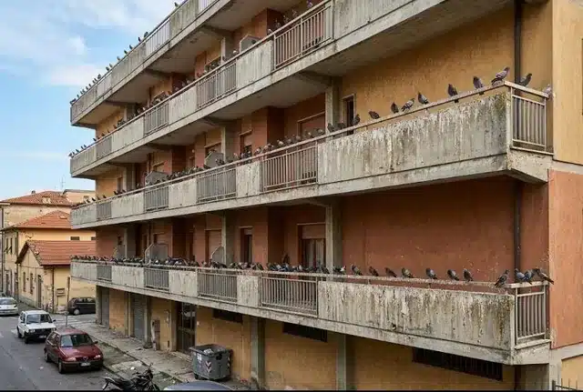 Facciata di un condominio con colombi posati sui parapetti dei balconi e colate di guano sull intonaco