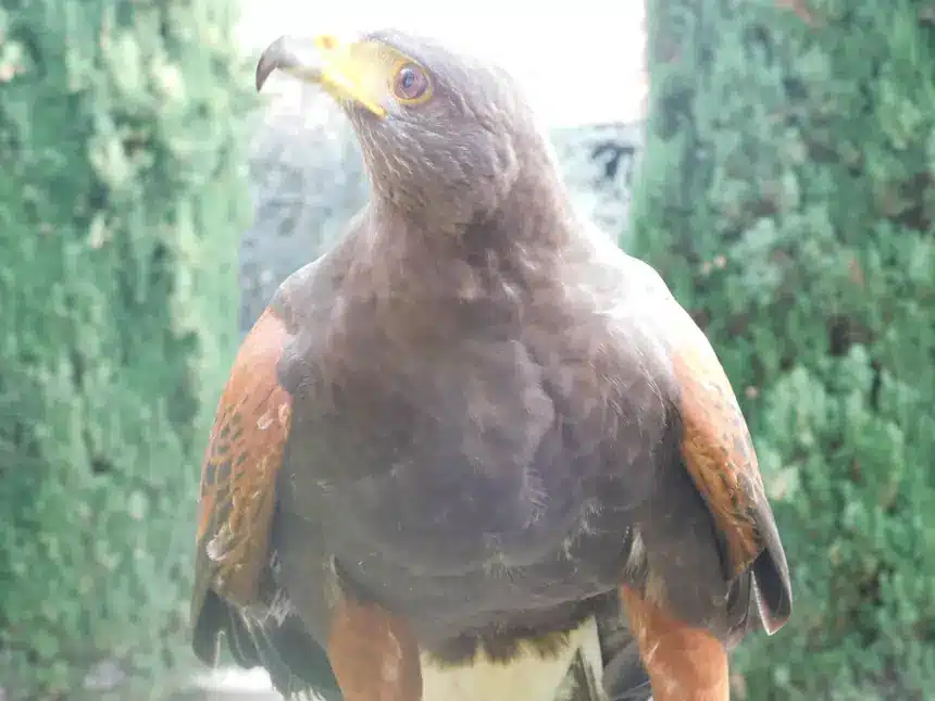 Ritratto ravvicinato della poiana di Harris usata in falconeria urbana, con becco e cera gialli