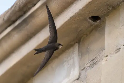 Rondone in volo davanti alla facciata di un edificio, in direzione di un foro sotto la gronda