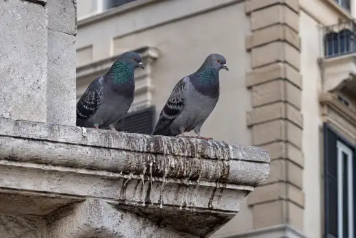 Due colombi posati sullo stesso cornicione con colature di guano sotto il punto di appoggio