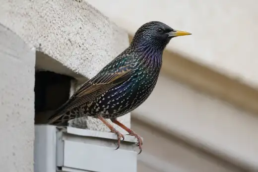 Storno con piumaggio nero iridescente affacciato al foro di un cassonetto di tapparella
