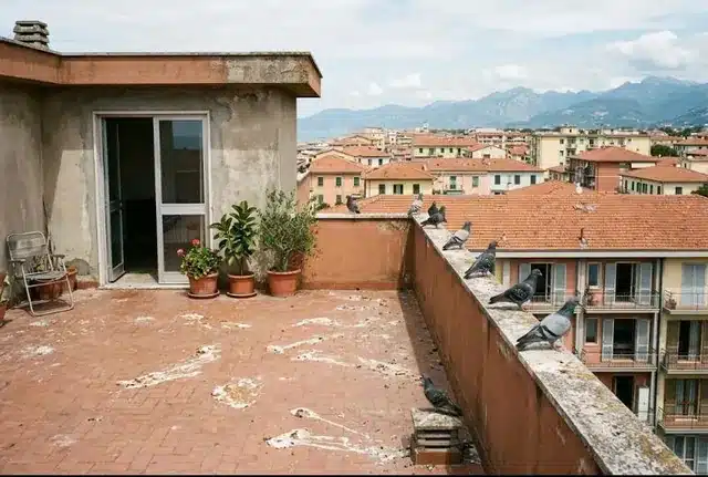 Terrazza a livello di uso esclusivo all ultimo piano con colombi sul parapetto e guano sul pavimento