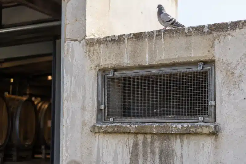 Apertura di aerazione della bottaia schermata da una rete a maglia fine su telaio amovibile, con un piccione posato sul coronamento del muro