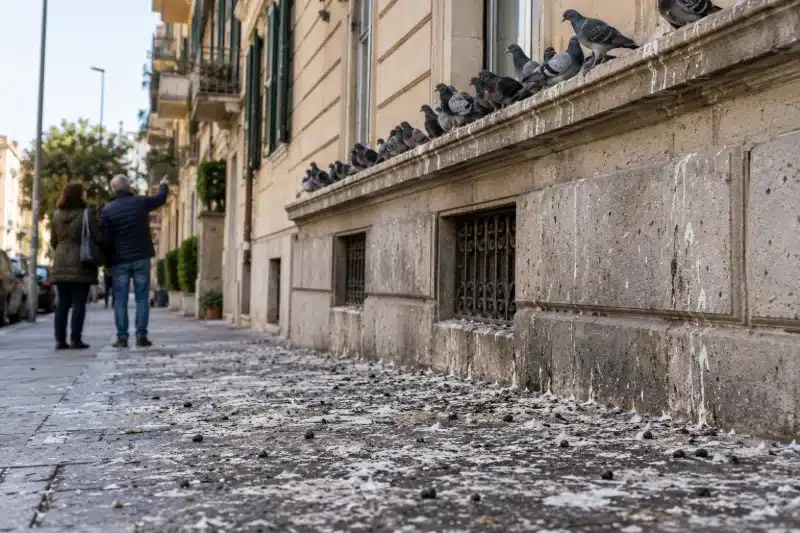 Piccioni allineati sul cornicione di un palazzo e marciapiede sporco di guano, con due passanti che guardano in alto