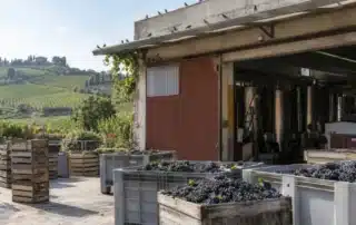 Piazzale di una cantina vinicola in vendemmia: bins di uva nera davanti al portone aperto e piccioni posati sulla trave della tettoia