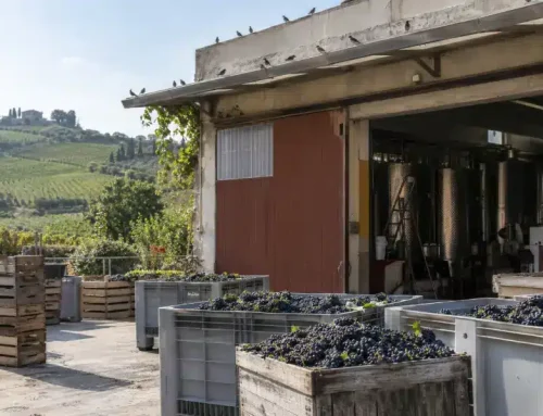 Volatili in cantina: in vendemmia l’edificio non si può chiudere