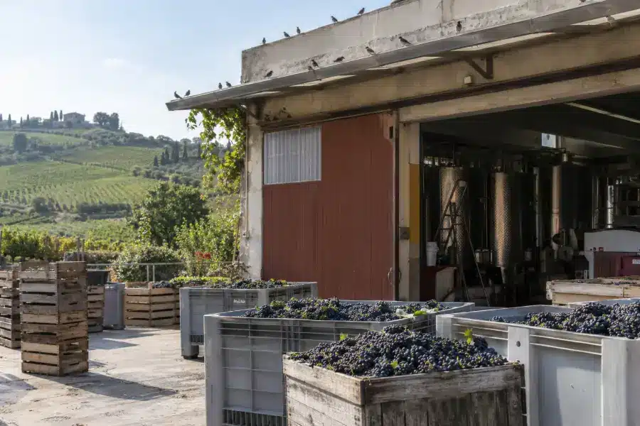 Portone di una cantina vinicola aperto durante la vendemmia, con le cassette di uva sul piazzale e i volatili sulla copertura