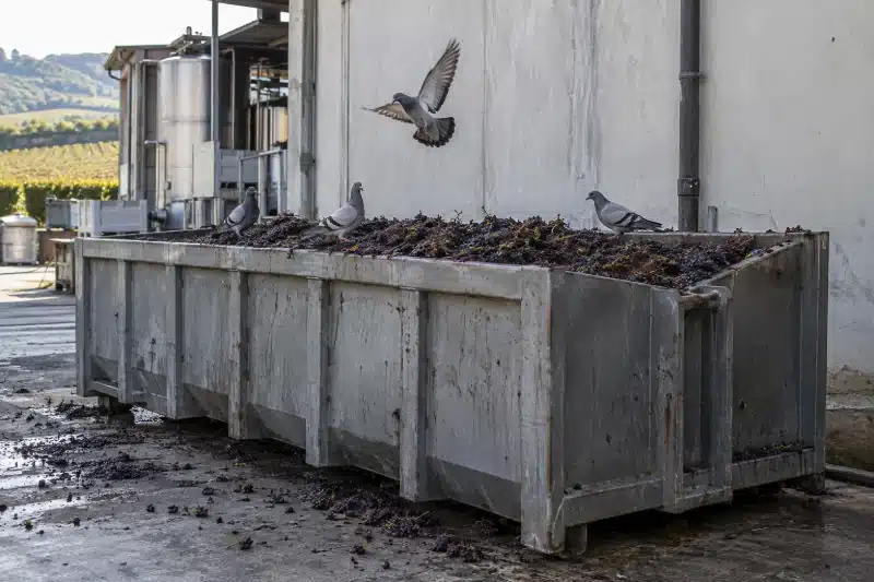 Cassone metallico aperto pieno di vinacce e raspi appoggiato al muro della cantina, con tre piccioni posati sul bordo e uno in volo