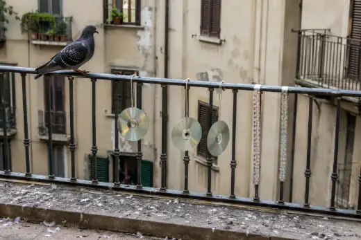 CD argentato appeso con uno spago alla ringhiera di un balcone, con un piccione posato sul corrimano poco sopra