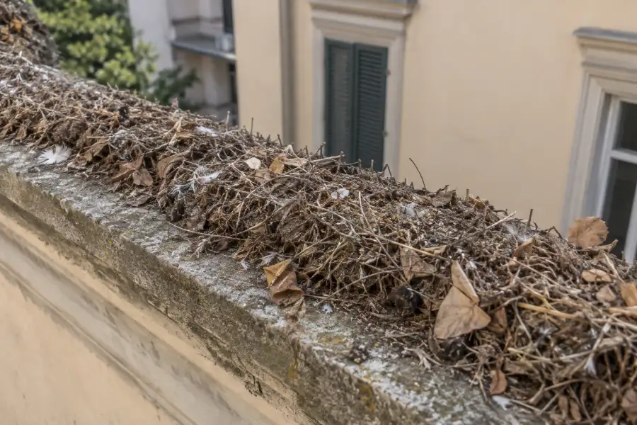 Barra di dissuasori a spillo su un cornicione, con foglie e materiale secco accumulati fra gli aghi