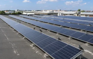Copertura piana di un capannone industriale con lunghe file di moduli fotovoltaici su strutture zavorrate e numerosi piccioni posati sui pannelli
