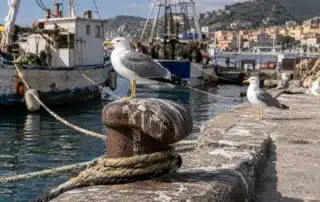 Gabbiani reali su una bitta con la cima d'ormeggio e sul bordo della banchina, con i pescherecci ormeggiati sullo sfondo