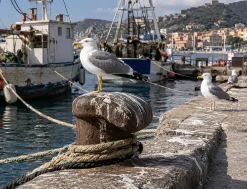 Gabbiani nei porti: moli, marine e cantieri navali