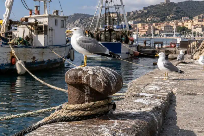 Gabbiani reali su una bitta con la cima d’ormeggio e sul bordo della banchina, con i pescherecci ormeggiati sullo sfondo