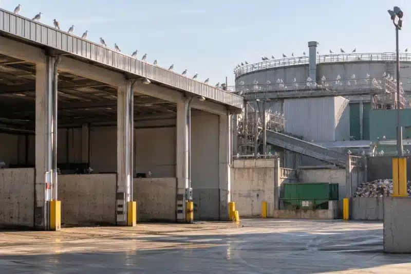 Volatili posati sul bordo della copertura di un capannone industriale con i silos sullo sfondo