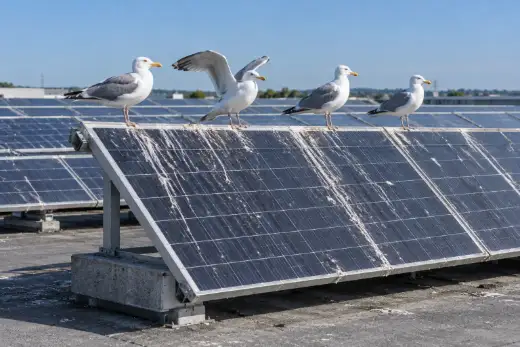 Tre gabbiani posati sul bordo superiore in alluminio di una fila di moduli fotovoltaici, con colature di guano sui pannelli sotto