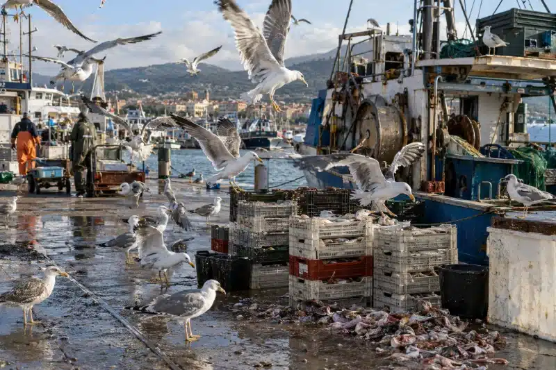 Gabbiani in volo e a terra fra le cassette di pesce durante lo scarico in un porto peschereccio