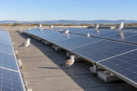 Gabbiani distribuiti lungo le file di moduli di un grande impianto fotovoltaico