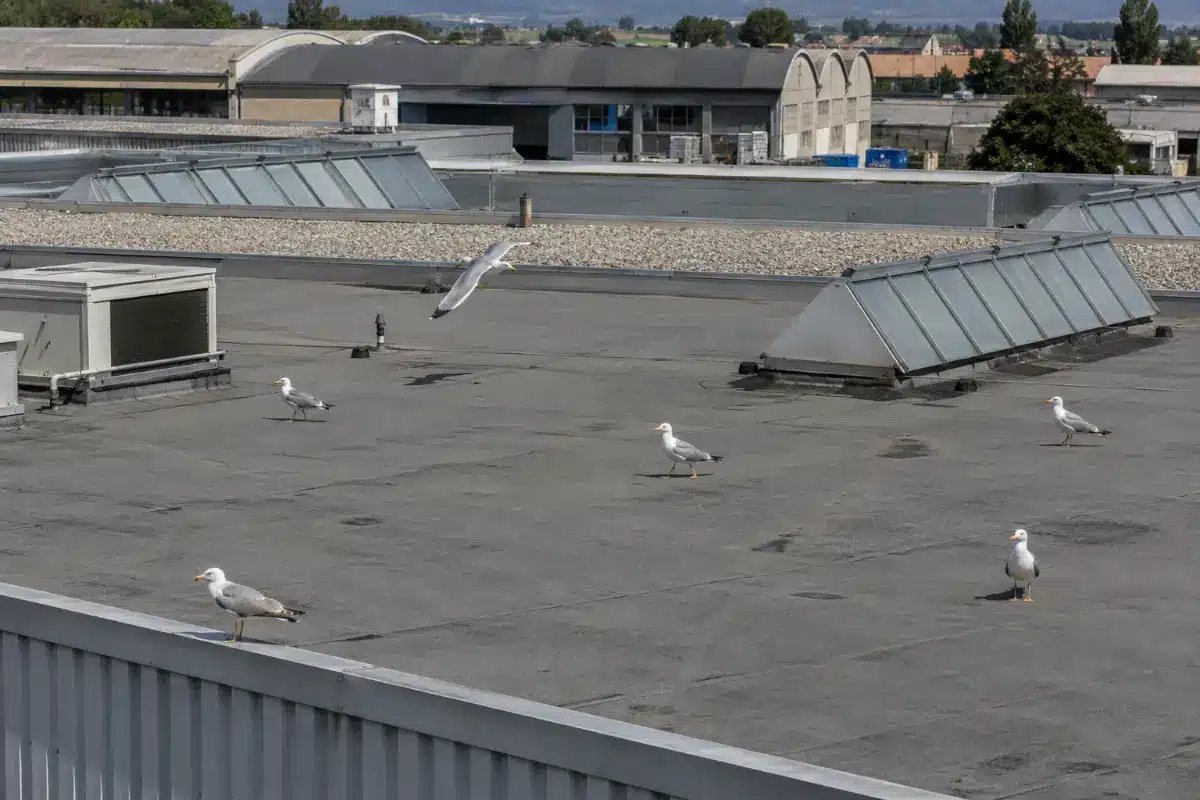 Gabbiani reali posati sulla copertura piana di un capannone industriale, fra lucernari a shed e un'unità di climatizzazione
