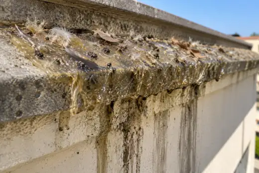 Gel appiccicoso spalmato a mano su un cornicione, ingiallito, con piume e detriti incollati dentro e colature scure lungo il muro