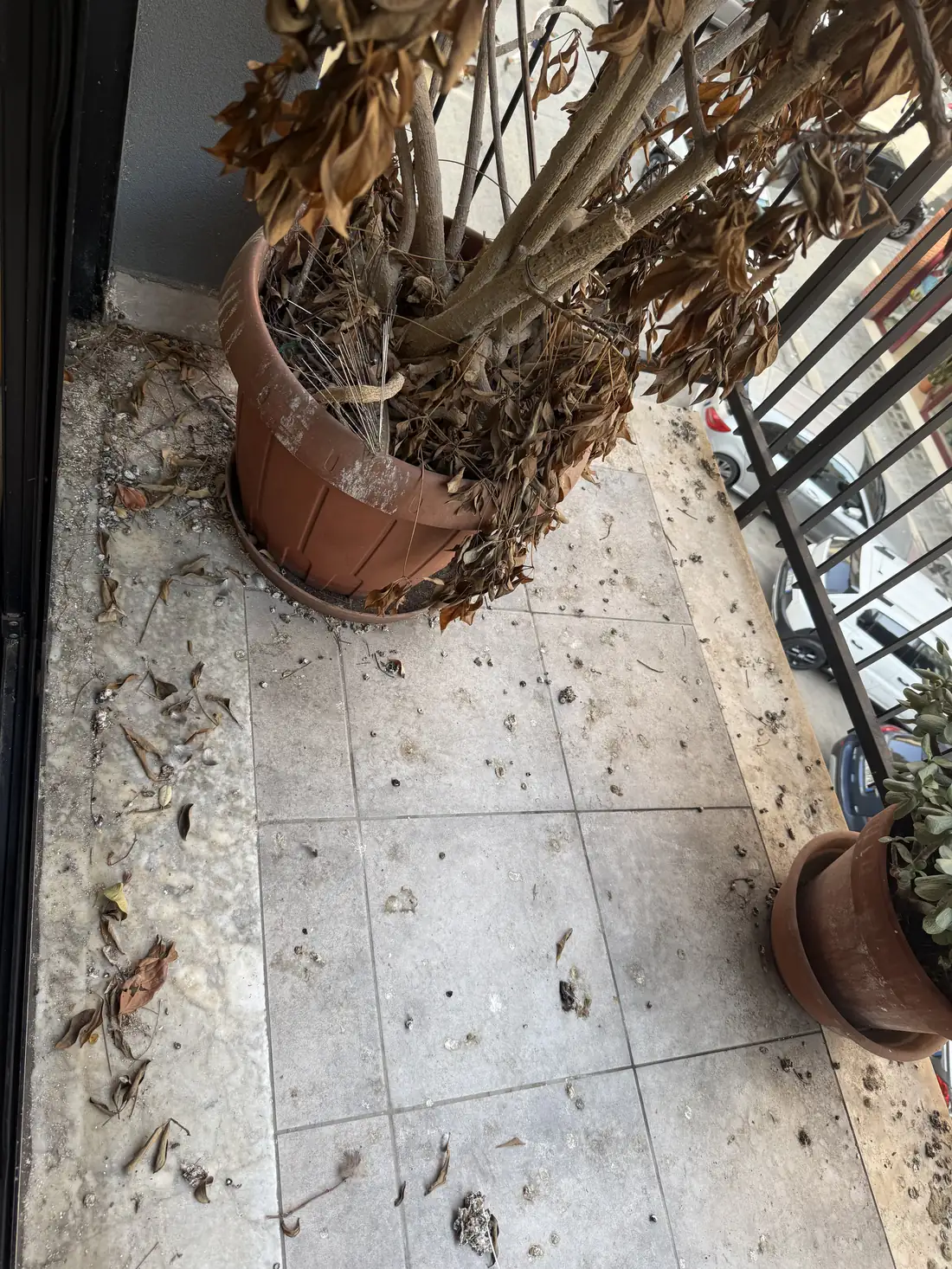Un angolo del balcone prima: guano e materiale accumulati dietro il vaso.