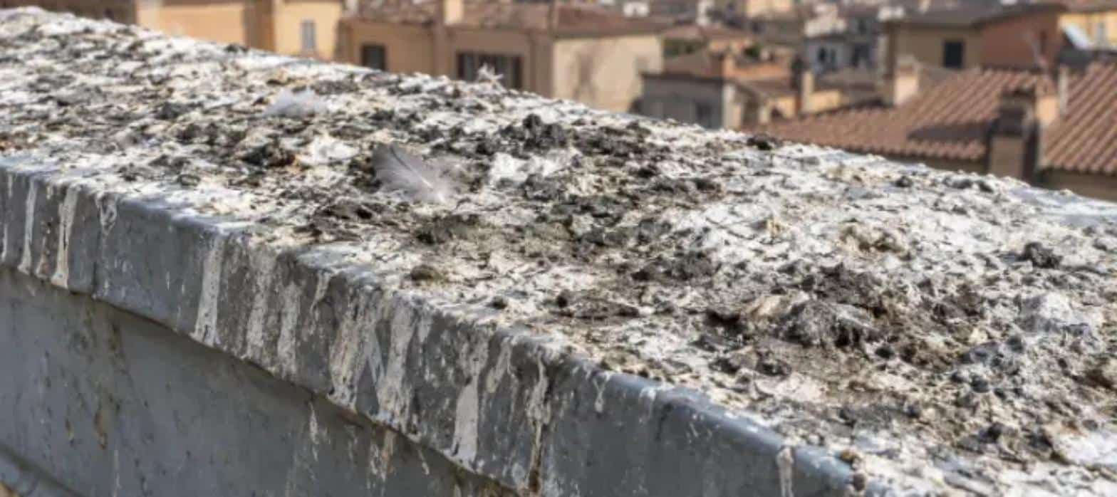 Crosta spessa di guano incrostato sul coprimuro di un terrazzo
