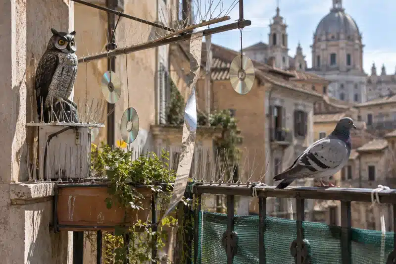 Gufo finto, CD appesi e una rete verde sullo stesso balcone, con un piccione posato sulla ringhiera