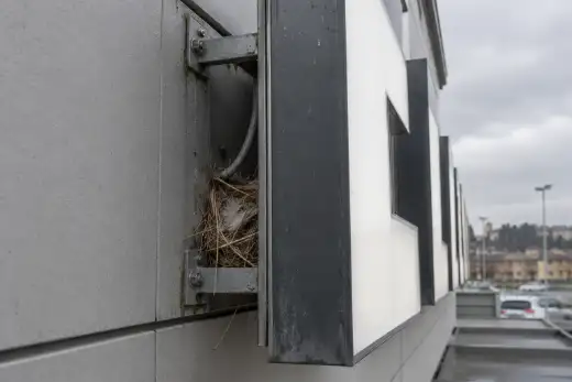 Cavità aperta in un pannello di facciata, con materiale di nido secco accumulato all’interno accanto ai cavi
