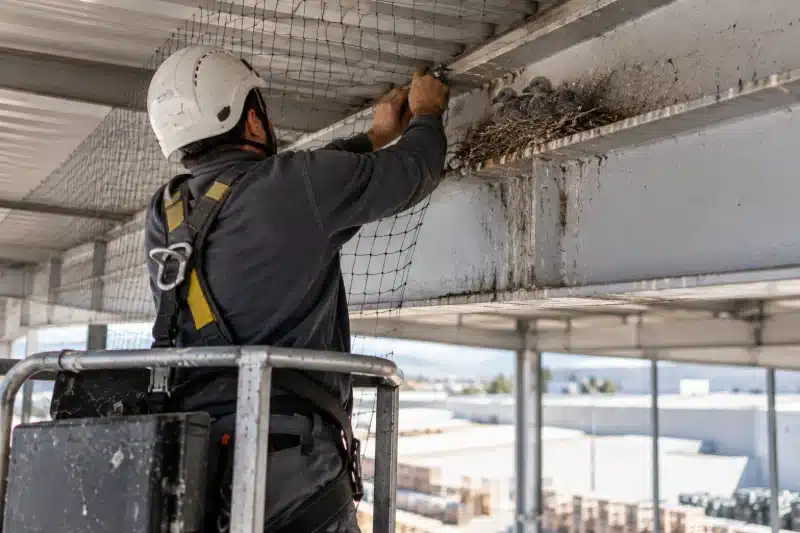 Tecnico su piattaforma aerea che monta una rete sotto una pensilina accanto a un nido occupato