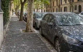 Marciapiede e auto parcheggiate sotto un filare di platani, con la pavimentazione e le carrozzerie coperte di chiazze biancastre di guano