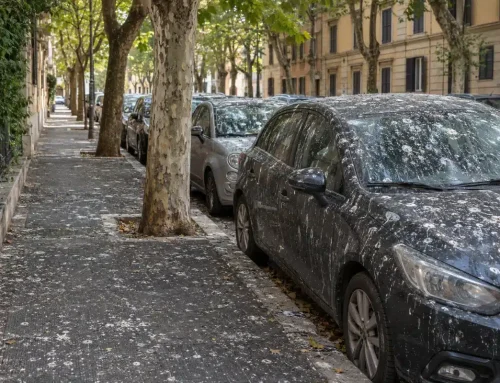 Piccioni nel parcheggio multipiano: lì non mangiano, ci dormono