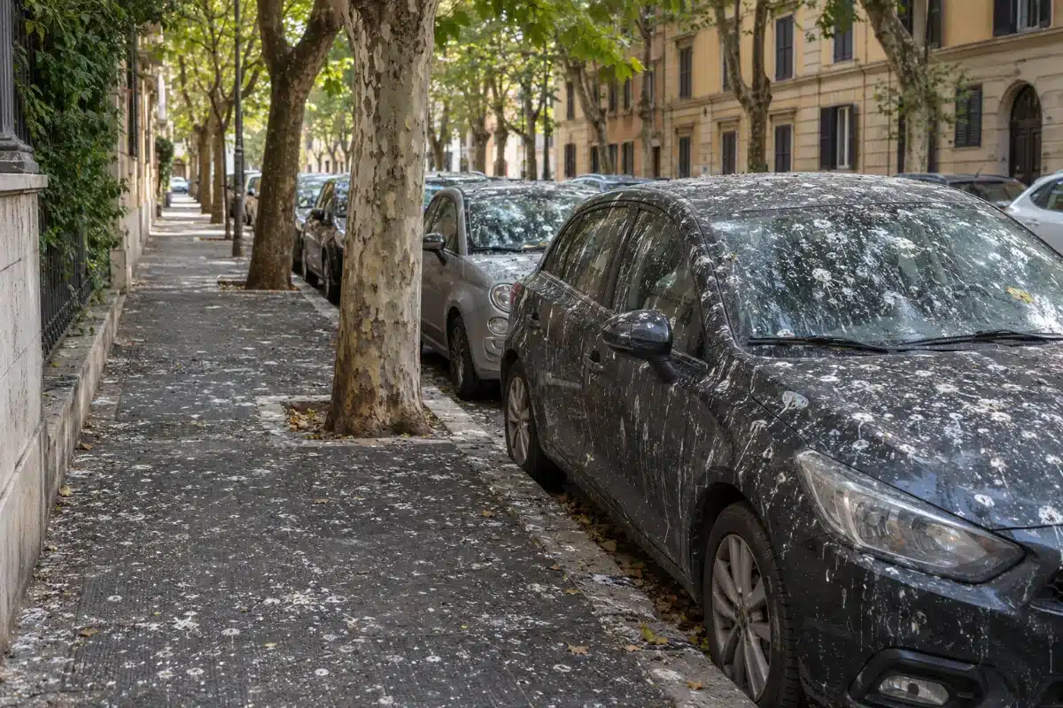 Marciapiede e auto parcheggiate sotto un filare di alberi, con asfalto e carrozzerie coperti di chiazze biancastre di guano